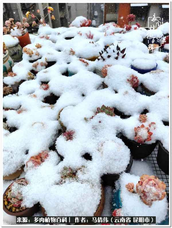 檸檬天使魚好養(yǎng)嗎,檸檬天使魚好養(yǎng)嗎？