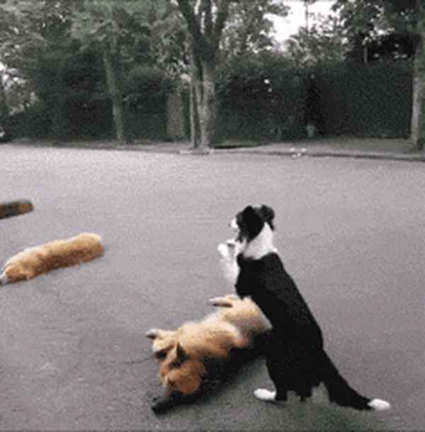 成年邊境牧羊犬多少錢一只(成年邊境牧羊犬有多大身長)