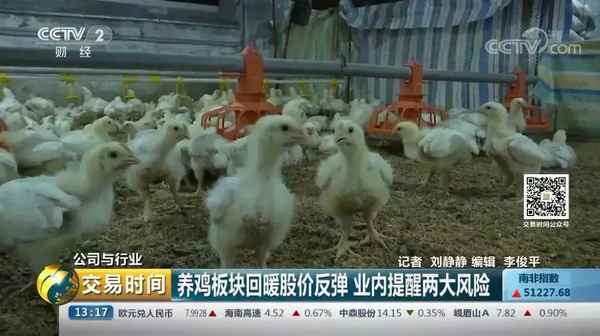 养鸡财经—养鸡行情怎么样