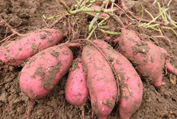 女人梦见抓活螃蟹什么预兆,女人梦见抓活螃蟹什么预兆解梦