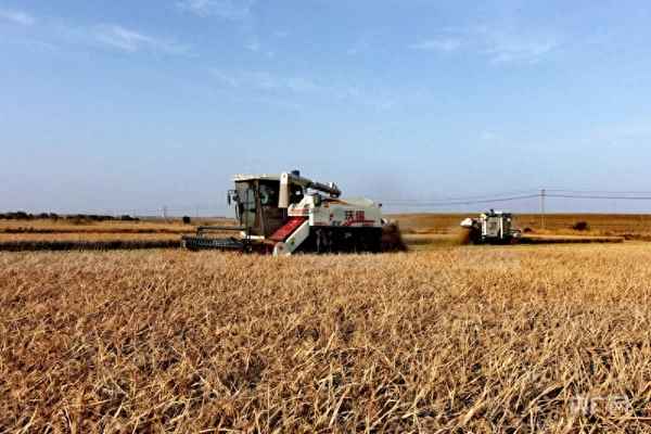 种植水稻的叫什么地方(种植水稻有利的条件)
