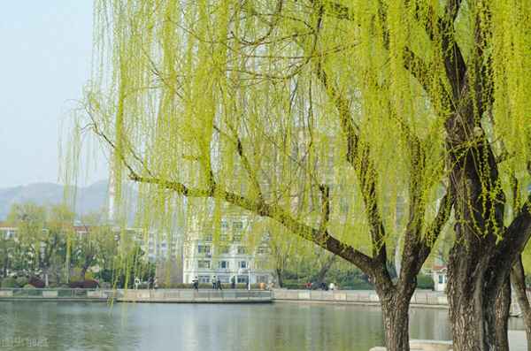 渭水思秦川的古诗图片文字(渭水思秦川古诗诵读拼音)