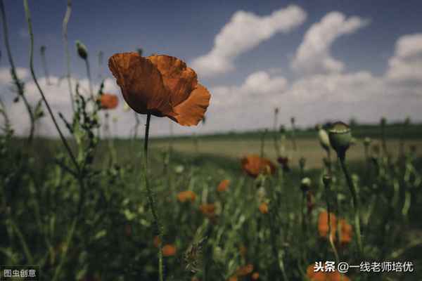 ABCC式有什么,果實累累abcc式詞語