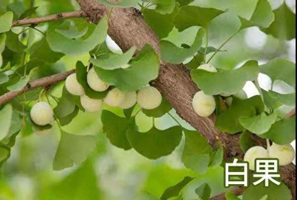 白果對腫瘤的功效、三種人吃白果最好