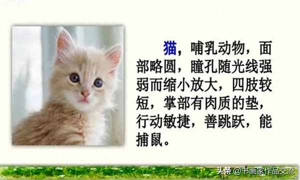 形容動(dòng)物生動(dòng)的詞語(yǔ)_形容動(dòng)物生動(dòng)的詞語(yǔ)可以從哪幾個(gè)方面描寫(xiě)