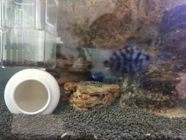 庄子知鱼乐的故事寓意_庄子知鱼之乐原文 - 文化 - 华网