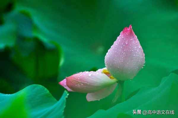 二年級上必背古詩10首,二年級上必背古詩10首打印版圖片