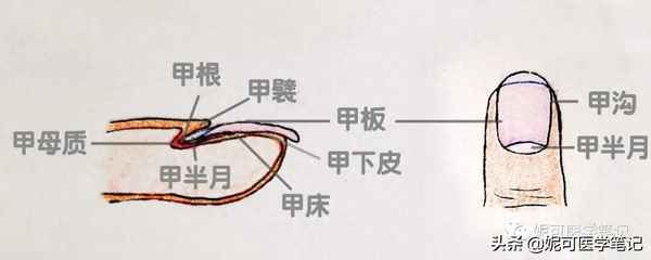 怎么能让指甲变窄—怎么能让指甲变小