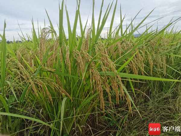 十大優(yōu)質(zhì)水稻品種、十大優(yōu)質(zhì)水稻品種排名