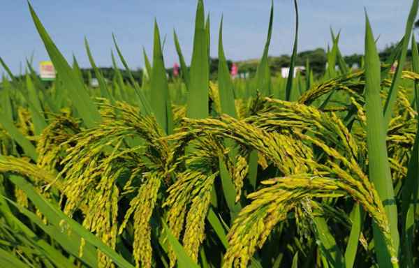 铁杆大穗水稻品种_铁杆大穗水稻品种图片