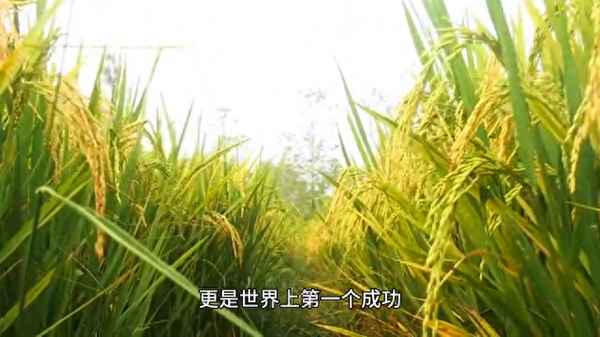 稻谷是哪個朝代誰發(fā)明的(稻谷是什么時候開始有的)