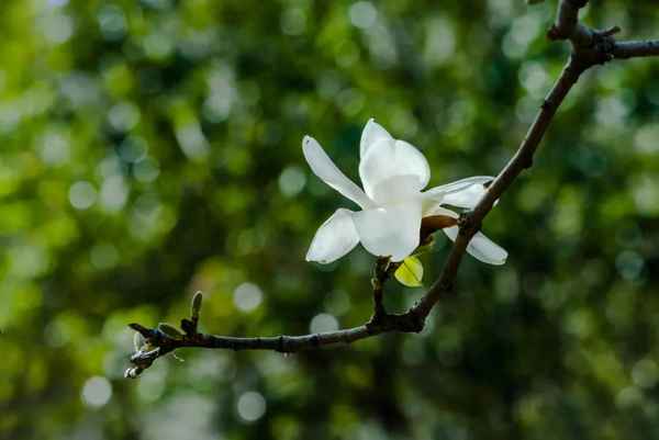 守得云开见月明意思相近的句子-守得云开见月明可以形容什么