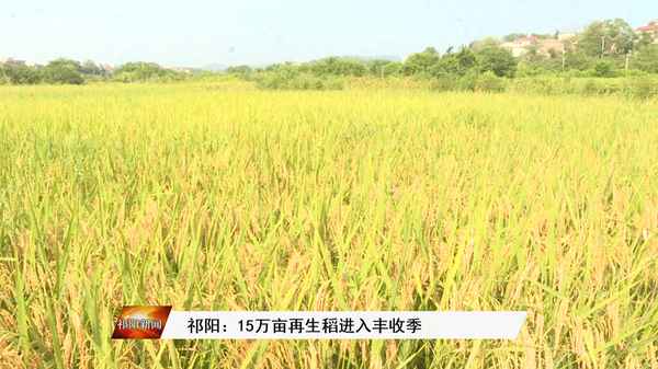 二茬稻產量比一茬稻低嗎、再生稻頭茬二茬畝產各多少公斤