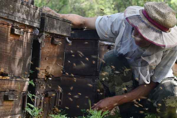 美国的蜜蜂叫什么、美国的蜜蜂是什么意思