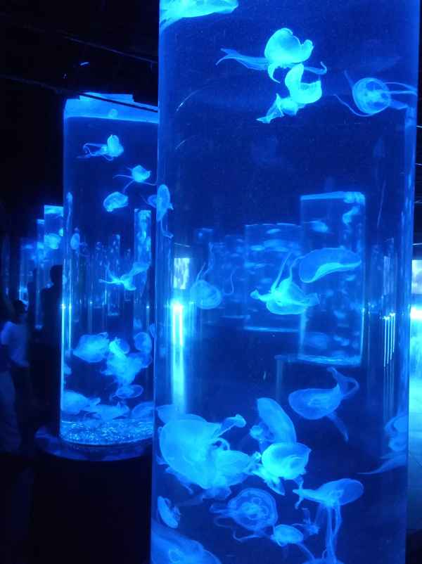 曲江海洋館冰雪館好玩嗎_西安曲江海洋館冰雪世界