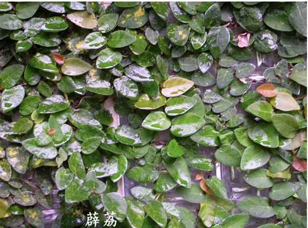 屈原山鬼原文及翻译阅读(屈原山鬼释义)