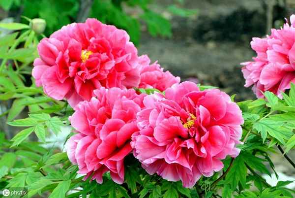 花盛开诗句;桃花开的诗句