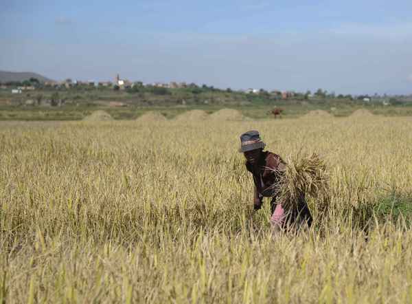 杂交水稻在中国普遍吗,杂交水稻种到了哪里
