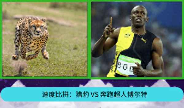 獵豹最快奔跑速度—獵豹最快奔跑速度是多少