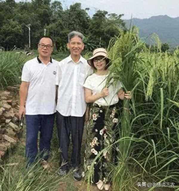 雜交水稻栽培技術,雜交水稻的栽培