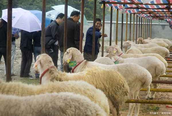 养一只羊的成本是多少、圈养羊的成本和利润有多少