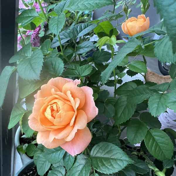 贊美花的詞語四個字-贊美花的4字成語
