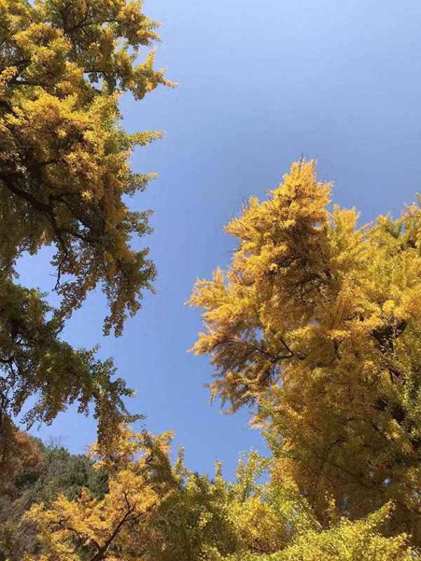 我问青山何时老全诗—我问青山何时老全诗是什么意思