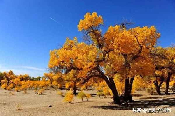 君子固穷 相关名句;关于君子固穷的议论文
