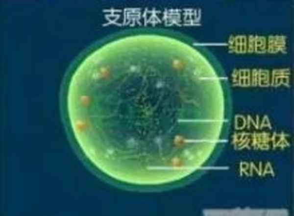 儿童支原体感染疹子图_儿童支原体感染起疹子