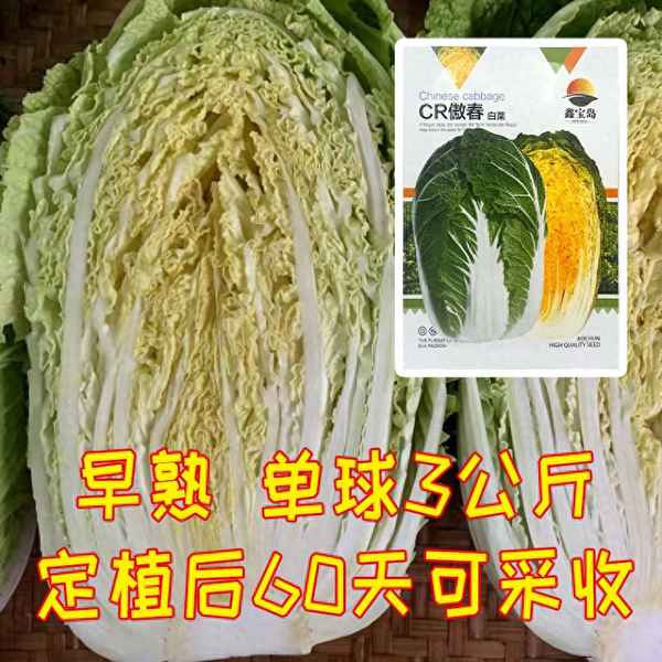 白菜品種前十名種子;白菜優(yōu)良品種