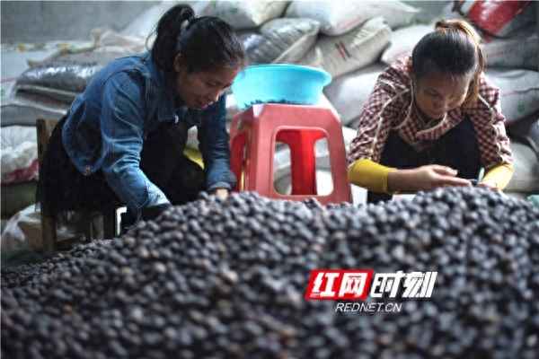 長(cháng)期收購蓮子廠(chǎng)家,長(cháng)期收購蓮子廠(chǎng)家有哪些
