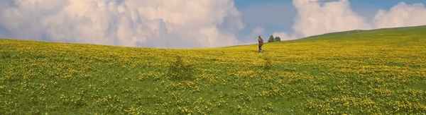 登锋履刃,何妨马革裹尸,登锋履刃,何妨马革裹尸[洛天依_许愿]