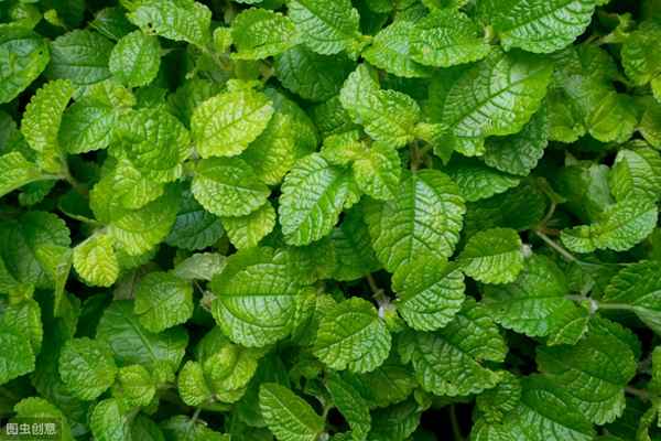 满目山河空念远的含义、满目山河空念远是什么动物