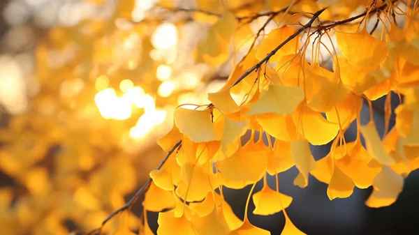 秋天古诗最好的10首、秋天古诗100首简单的