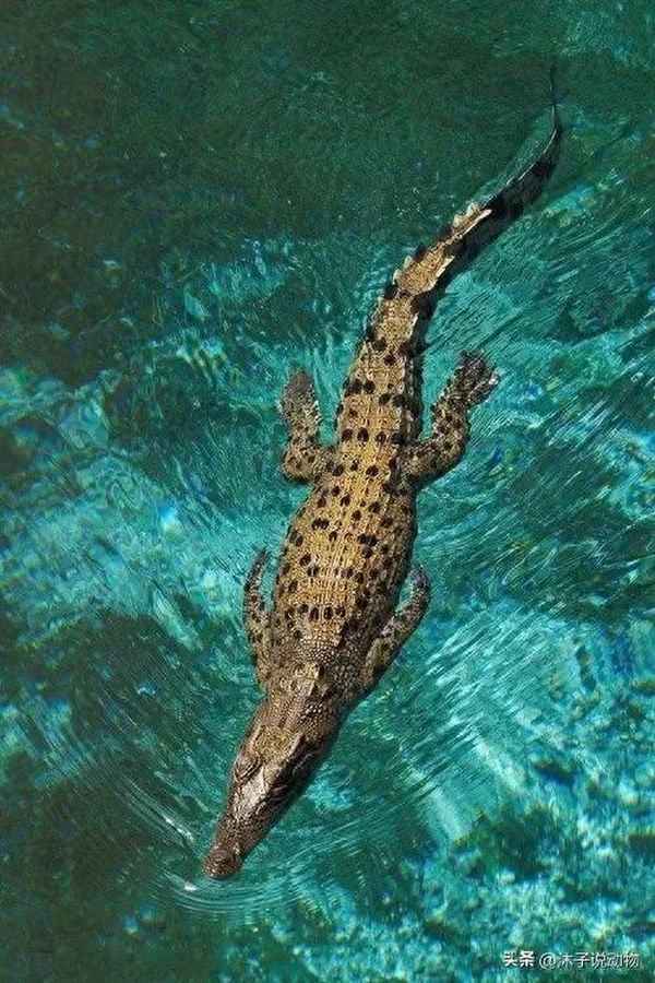 廈門哪個動物園最大、廈門哪個動物園最大最好玩