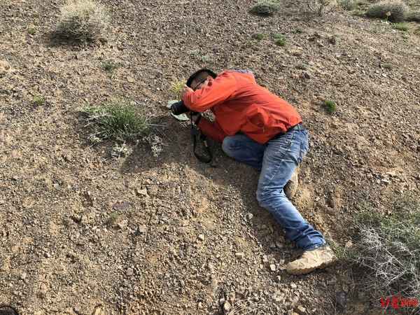 新疆常见的50种植物图片;新疆常见的20种植物