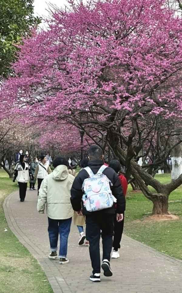 去岳麓书院要爬山吗-去岳麓书院要爬山吗现在