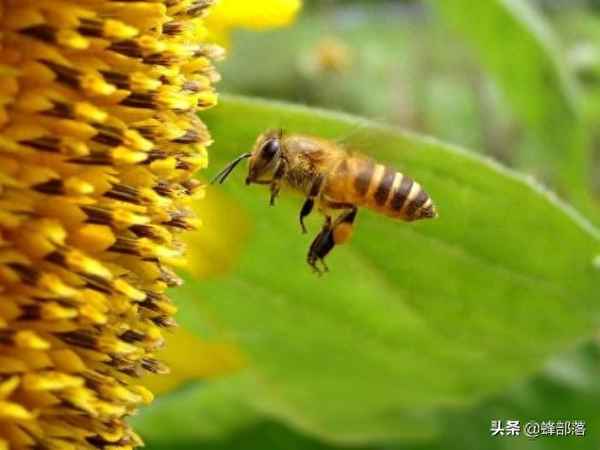 家里的蜜蜂飞走了、家里的蜜蜂飞走了什么预兆
