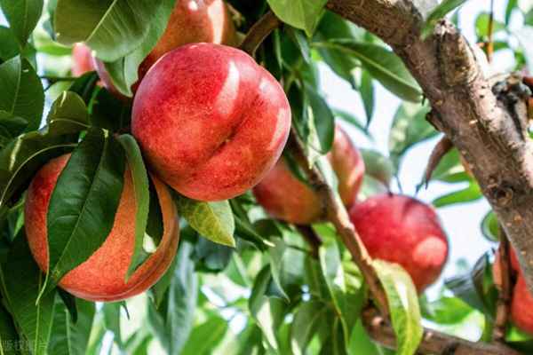 桃树的栽培与管理_桃树的栽培与管理总结与反思