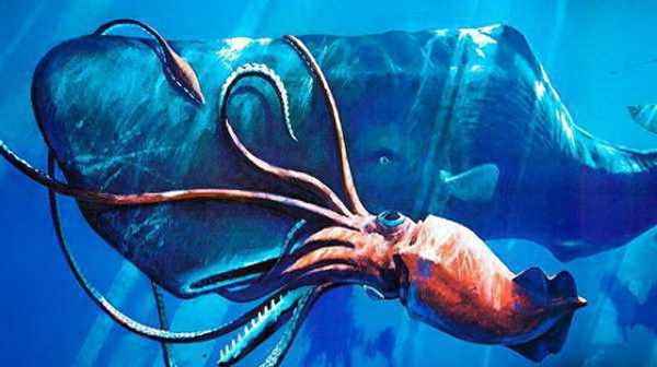 80米长的巨型章鱼—1200米的大王乌贼