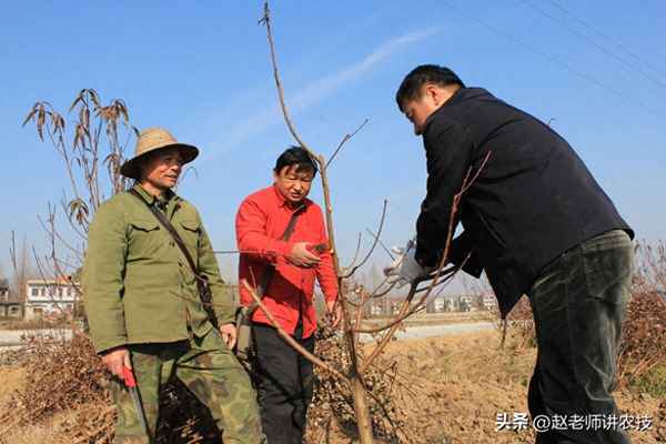 桃子樹(shù)苗什么時(shí)候種植最好,桃子樹(shù)苗什么時(shí)候種植最好活