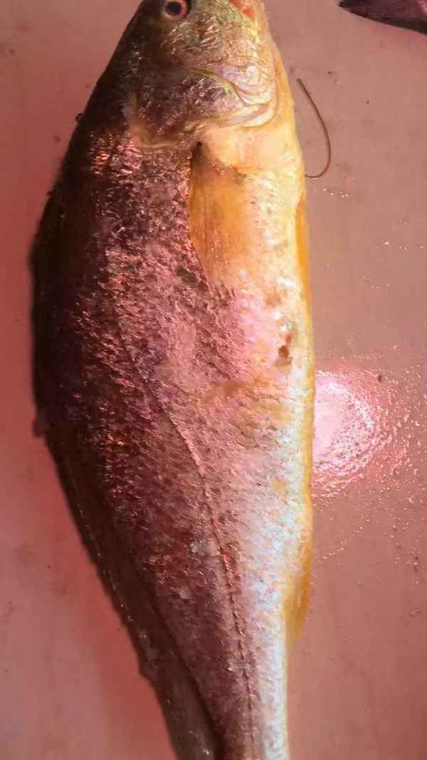 黃花魚(yú)為啥都是冰凍的_黃花魚(yú)為什么都是冰凍的