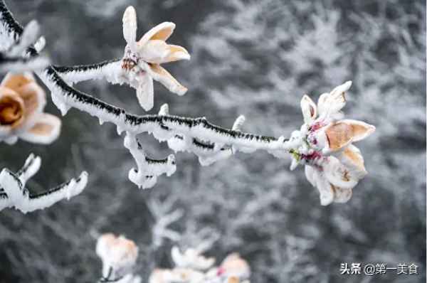 銀耳紅棗枸杞湯的做法;銀耳大棗枸杞冰糖怎么熬好喝