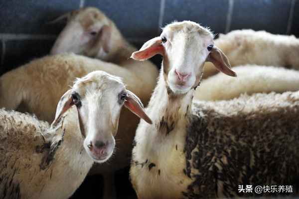 養(yǎng)羊100只投資需要多少錢、養(yǎng)羊100只投資需要多少錢視頻