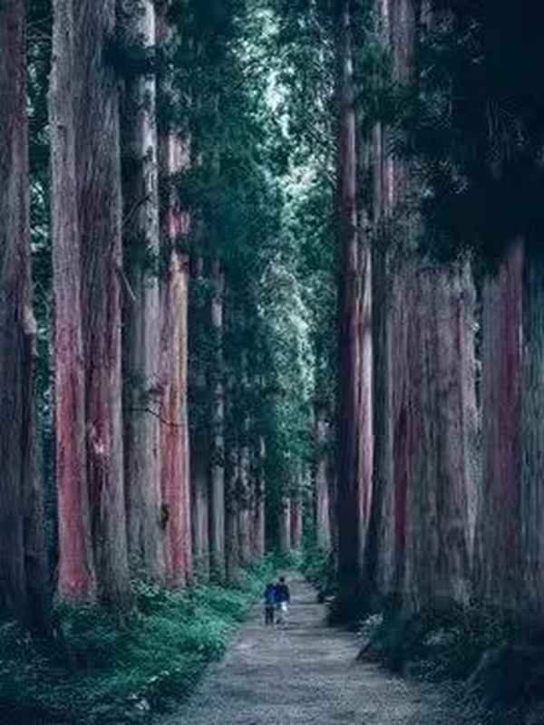 上有黄林深树鸣的上一句;上有黄林深树鸣的上一句是几年级学的