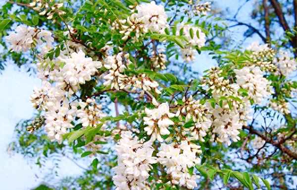 冷凍過的洋槐花怎么吃(槐花的10種家常做法)