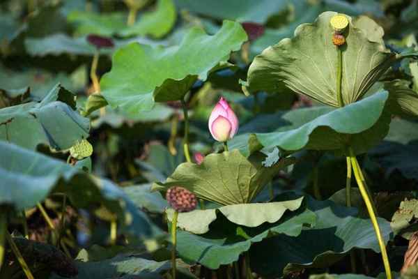 映日荷花别样红的上一句—映日荷花别样红的上一句 接天莲叶无穷碧