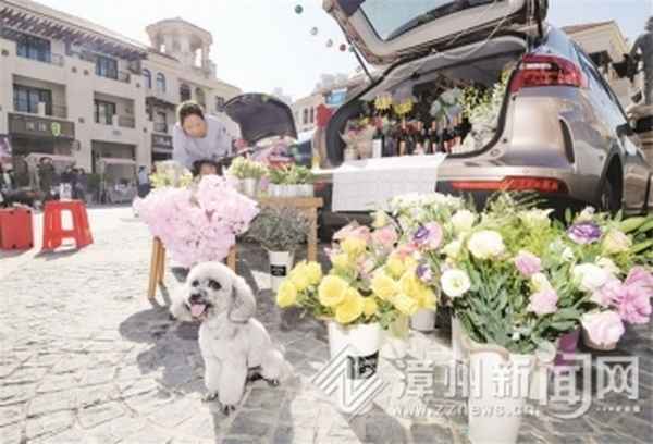 漳州港招商卡达凯斯赶海,漳州港招商卡塔尔凯斯