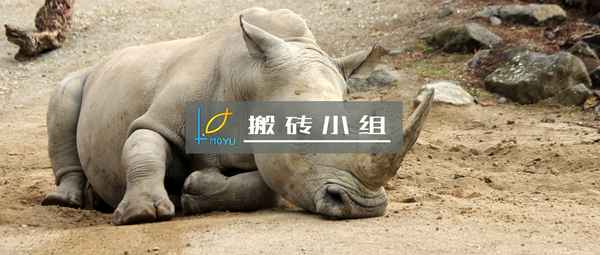 喵董财经—喵财是谁