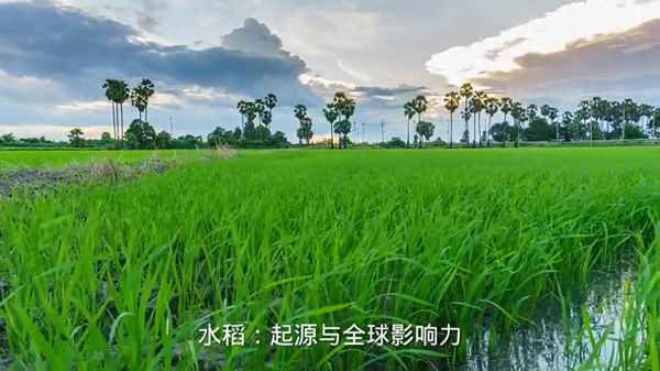 水稻种植最早出现于哪一地区、水稻种植最早出现于哪里